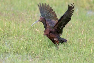 White-faced Ibis - Plegadis chihi