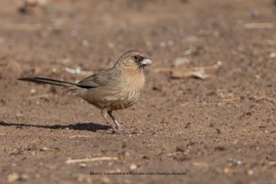 Abert's Towhee - Melozone aberti
