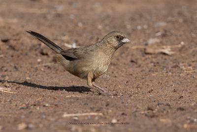 Abert's Towhee - Melozone aberti