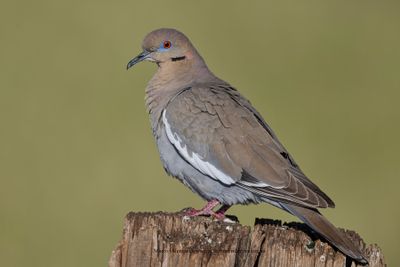 White-winged Dove - Zenaida asiatica