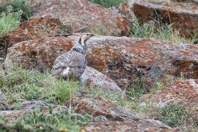 Himalayan Snowcock - Tetraogallus himalyanus