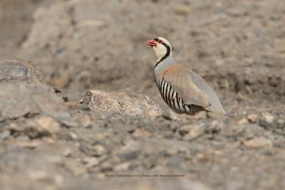 Chukar - Alectoris chukar