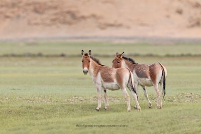 Tibetan Wild Ass - Equus kiang