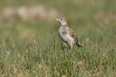 Tibetan Lark - Melanocorypha maxima