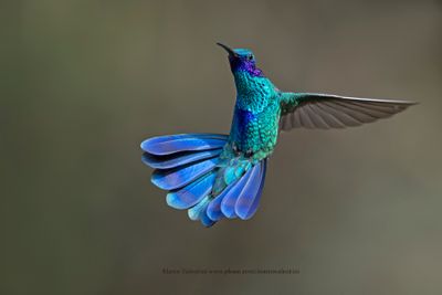 Sparkling Violetear - Colobri coruscans