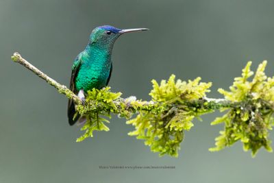 Indigo-capped Hummingbird - Saucerottia cyanifrons