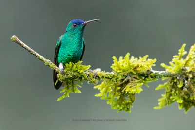 Indigo-capped Hummingbird - Saucerottia cyanifrons