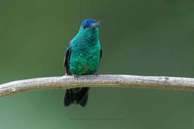 Indigo-capped Hummingbird - Saucerottia cyanifrons