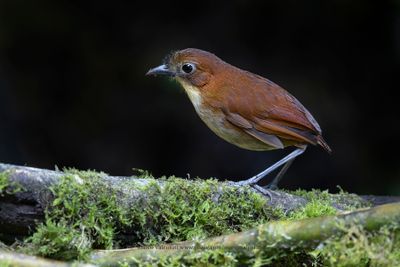 Yellow-breasted Antpitta - Grallaria flavotincta