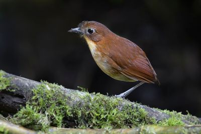 Yellow-breasted Antpitta - Grallaria flavotincta