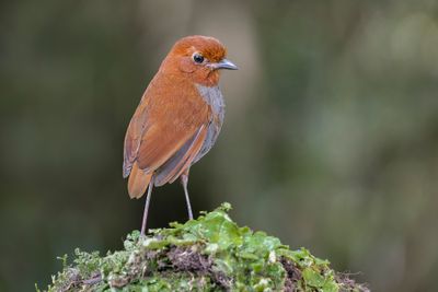 Bicolored Antpitta - Grallaria rufocinerea