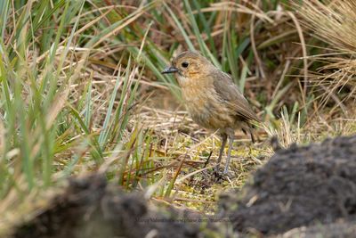 Boyaca Antpitta - Grallaria alticola