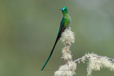 Long-tailed Sylph - Aglaiocercus kingii