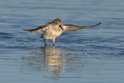 Western Sandpiper - Calidris mauri