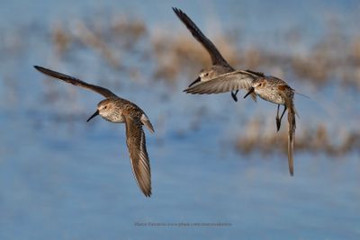 Western Sandpiper - Calidris mauri
