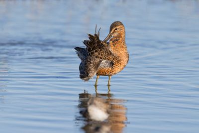 Long-billed Dowitcher - Limnodromus scolopaceu