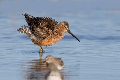 Long-billed Dowitcher - Limnodromus scolopaceu