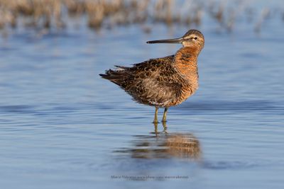 Long-billed Dowitcher - Limnodromus scolopaceu