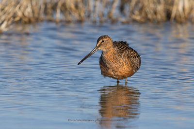 Long-billed Dowitcher - Limnodromus scolopaceu