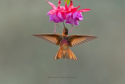 Shining Sunbeam - Aglaeactis cupripennis