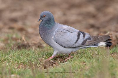 Hill pigeon - Columba rupestris