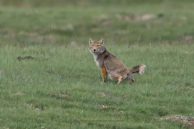 Tibetan Sand Fox - Vulpes armillata