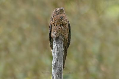 Common Potoo - Nyctibius griseus