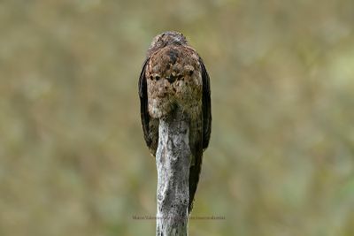 Common Potoo - Nyctibius griseus