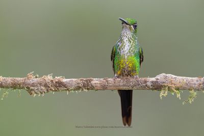 Empress Brilliant - Heliodoxa imperatrix