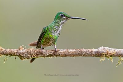 Empress Brilliant - Heliodoxa imperatrix