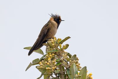Buffy Helmetcrest - Oxypogon stuebelii