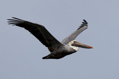 6P5A6904 SC pelican.jpg