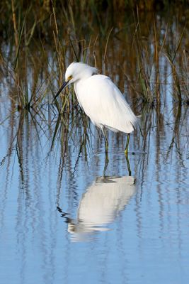 6P5A9063 Little egret vertical view.jpg