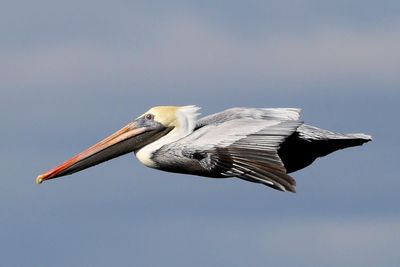 6P5A0338 Pelican in good light.jpg