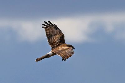 6P5A0548 Marsh harrier.jpg