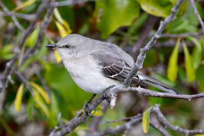 6P5A0584 Northern Mockingbird - Mimus polyglottos.jpg