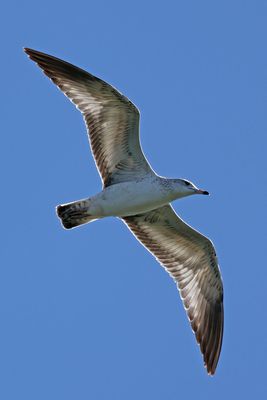 6P5A9865 Translucent gull.jpg