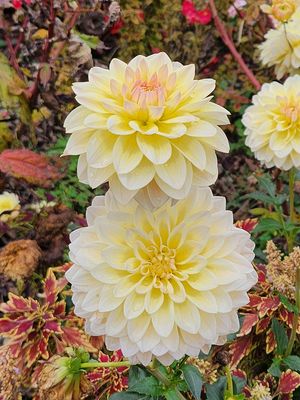 20231016_143606 Dahlia.jpg