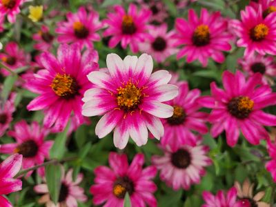 20231016_143643 Daisy.jpg
