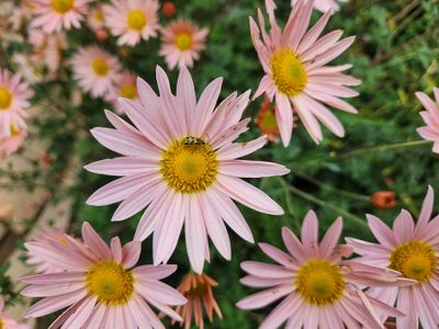 20231016_143820 Pink daisy.jpg