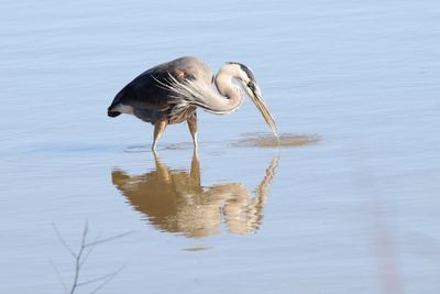 6P5A6780 GBH at Hagerman NWR.jpg