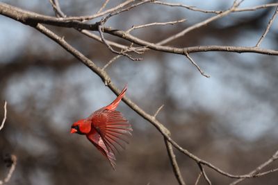 6P5A6907 Hagerman NWR cardinal.jpg