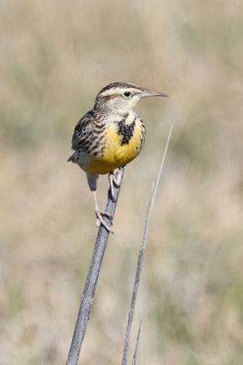 6P5A6911 Meadowlark.jpg