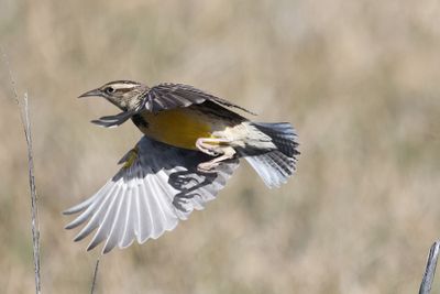 6P5A6951 Meadowlark.jpg