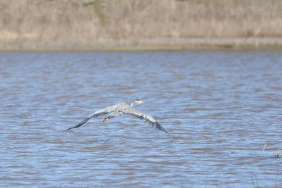 6P5A6982 GBH flying away.jpg