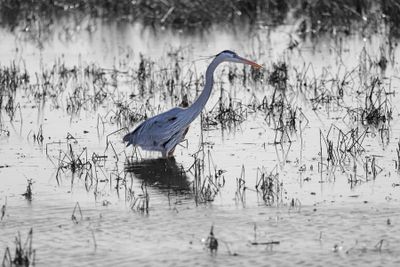 Hagerman NWR Feb 2024