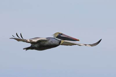 6P5A3724 Sullivans Island Pelican.jpg