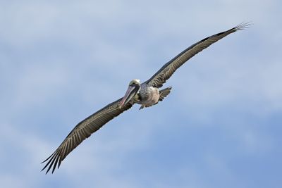 6P5A3761 SI Pelican.jpg