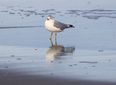 6P5A4012 Ring billed gull.jpg