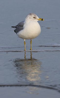 6P5A4032 Ring billed gull.jpg